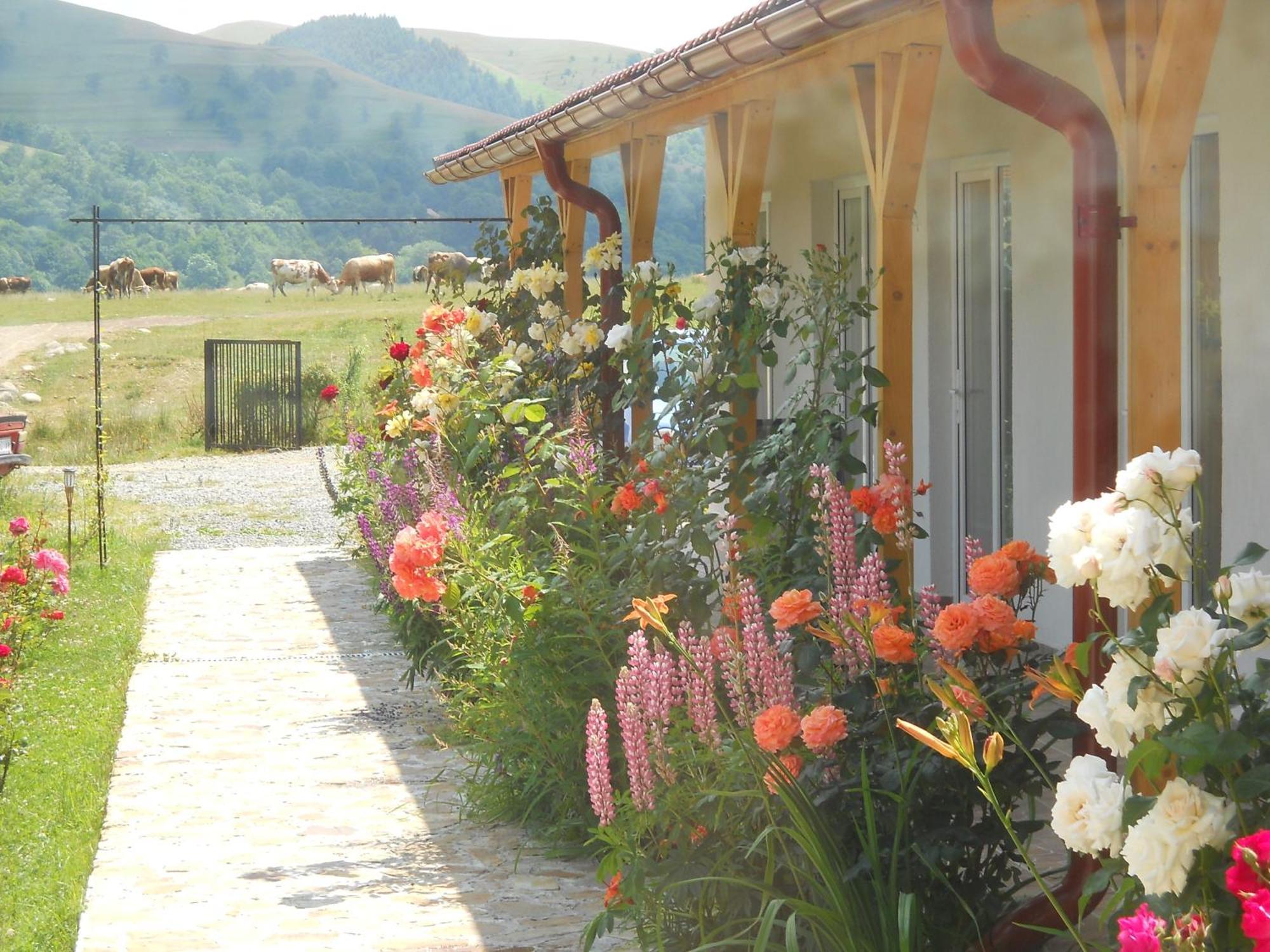 Pensiunea Poezii Alese Valea Drăganului Exteriér fotografie