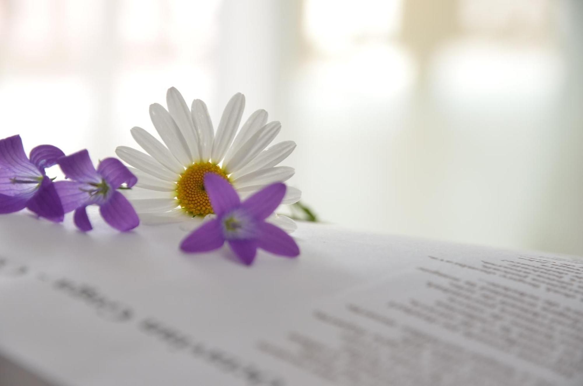 Pensiunea Poezii Alese Valea Drăganului Exteriér fotografie