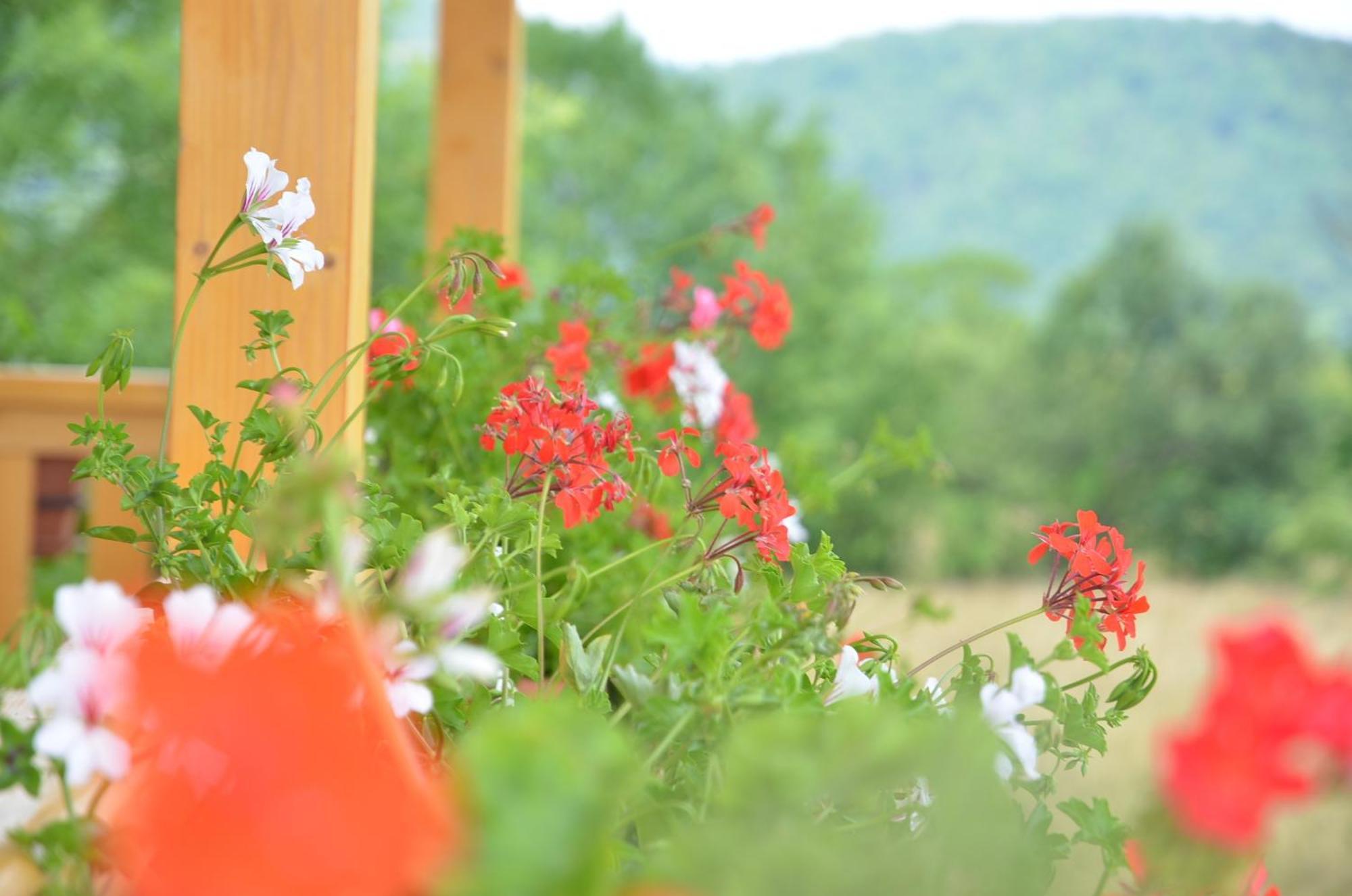Pensiunea Poezii Alese Valea Drăganului Exteriér fotografie